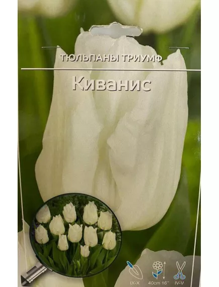 Тюльпан триумф Киванис 5 шт