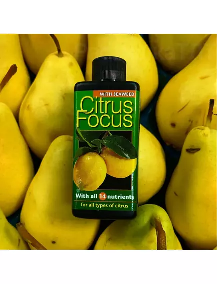 GT CITRUS FOCUS для цитрусовых