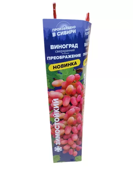 Виноград Преображение СЕМЕНА АЛТАЯ