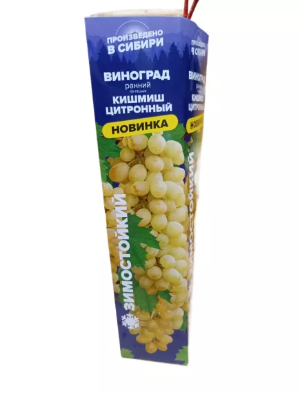 Виноград Кишмиш Цитронный СЕМЕНА АЛТАЯ
