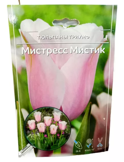 Тюльпан триумф Мистресс Мистик  5 шт