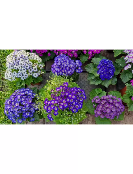 Цинерария STAR WARS MIX 100 шт