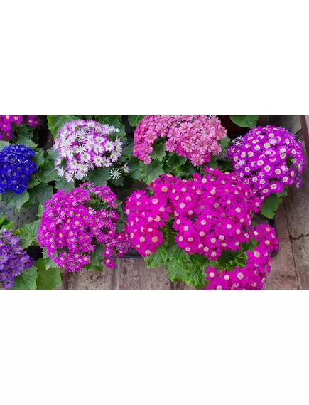 Цинерария STAR WARS MIX 100 шт