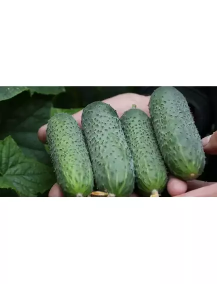 Огурец Аристан F1 мини корнишон 6 шт РЕДКИЕ СЕМЕНА