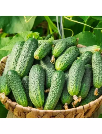 Огурец  Барон F1 корнишон 25 шт РЕДКИЕ СЕМЕНА