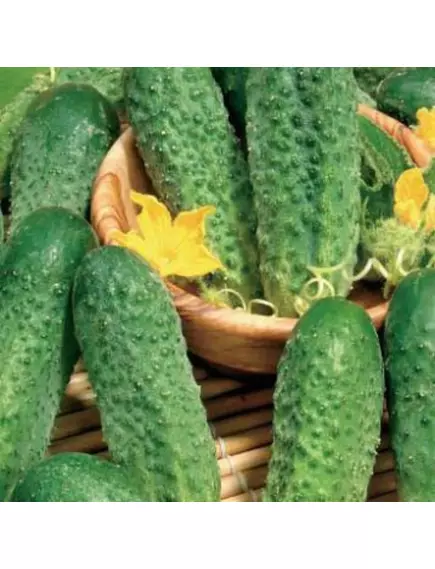 Огурец Анулька F1 LOBELIA II 5 г