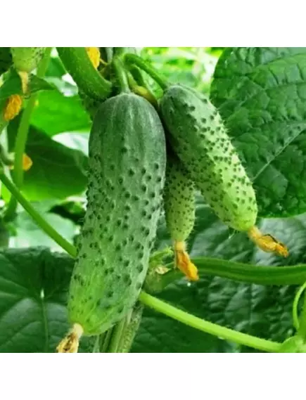Огурец Ардия F1  корнишон 7 шт РЕДКИЕ СЕМЕНА
