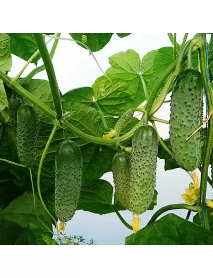 Огурец Артист F1 5 шт РЕДКИЕ СЕМЕНА