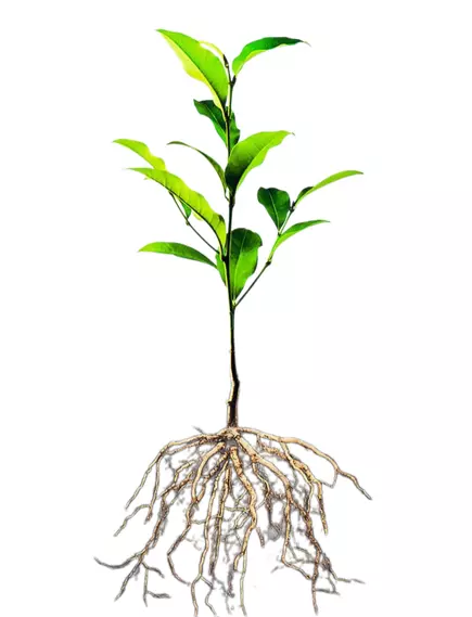 VALAGRO Радифарм стимулятор корнеобразования 1 л