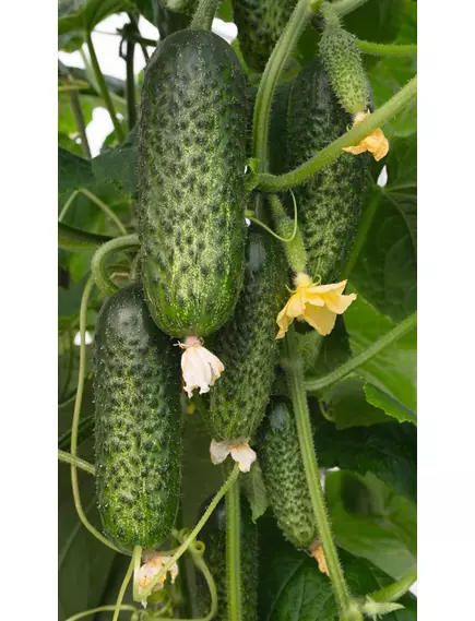 Огурец Амарок F1  7 шт РЕДКИЕ СЕМЕНА