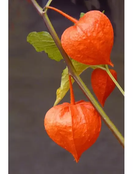 Физалис Китайские Фонарики 0,2 г АЭЛИТА