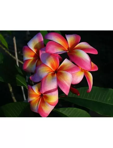 Плюмерия Микс 3 шт РЕДКИЕ СЕМЕНА