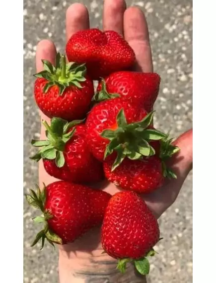 Земляника Диво Дивное ремонтантная 10 шт УРАЛЬСКИЙ ДАЧНИК