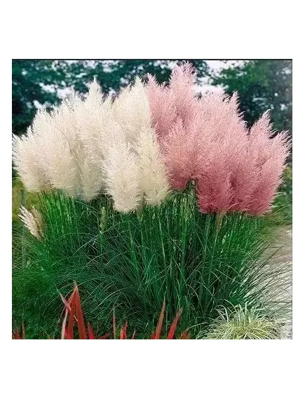 Пампасная трава микс 0,01 г РЕДКИЕ СЕМЕНА