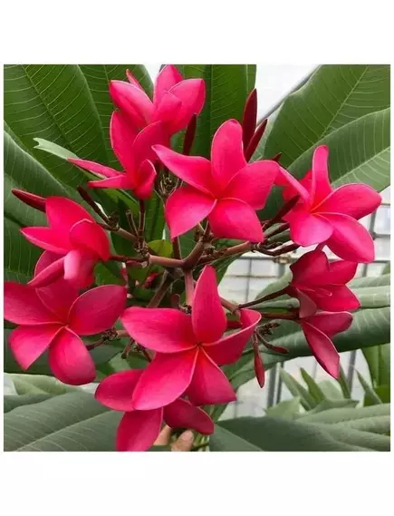 Плюмерия Красный Турмалин 3 шт РЕДКИЕ СЕМЕНА