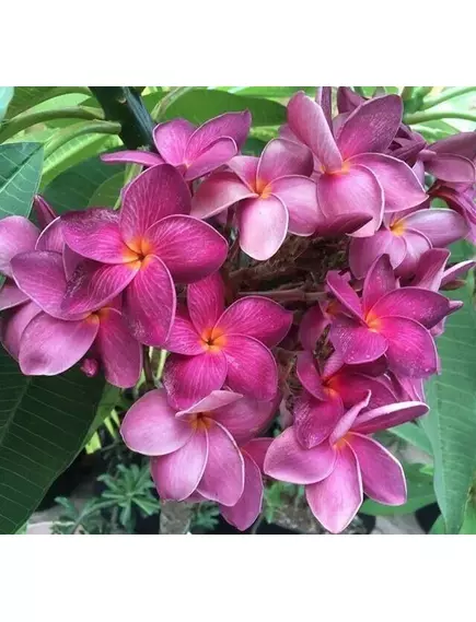 Плюмерия Сиреневый Каприз 3 шт РЕДКИЕ СЕМЕНА