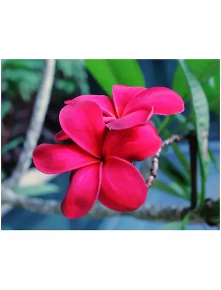 Плюмерия Красный Турмалин 3 шт РЕДКИЕ СЕМЕНА