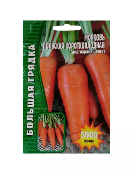 Морковь Польская Короткоплодная долгохранящаяся 5000 шт РЕДКИЕ СЕМЕНА