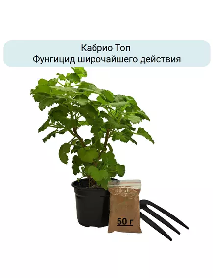Кабрио Топ Фунгицид широчайшего действия