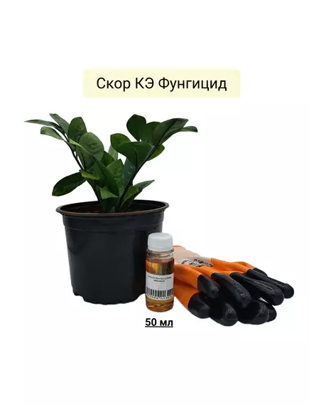 Скор КЭ Фунгицид