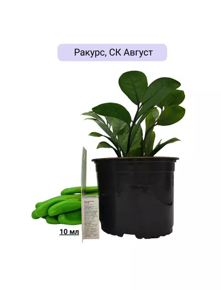 Ракурс, СК Август