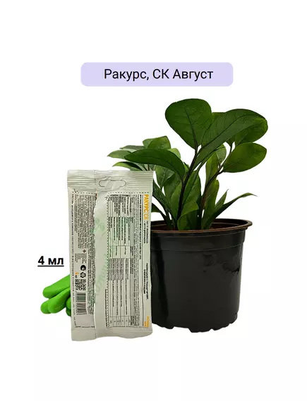Ракурс, СК Август