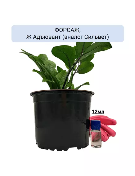 ФОРСАЖ, Ж Адъювант (аналог Сильвет)