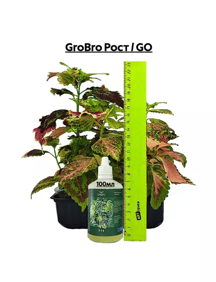 GROBRO Рост / GO