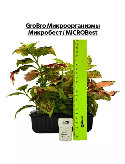 GROBRO Микроорганизмы Микробест / MICROBEST