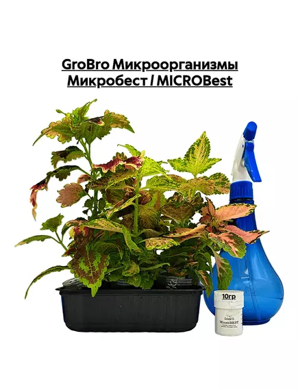 GROBRO Микроорганизмы Микробест / MICROBEST