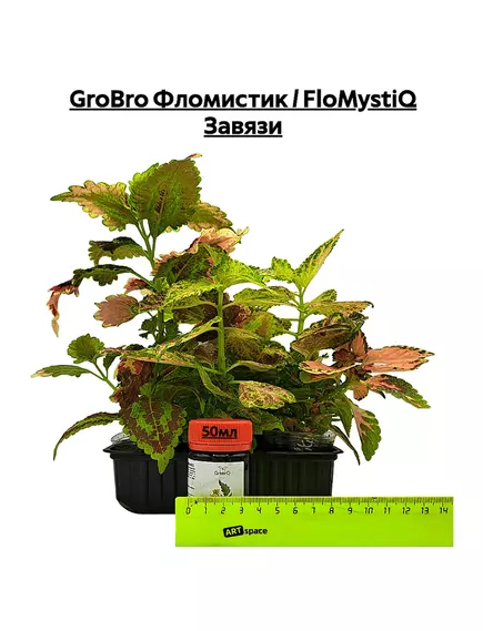 GROBRO Фломистик / FLOMYSTIQ Завязи