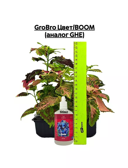 GROBRO Цвет/BOOM (аналог GHE)