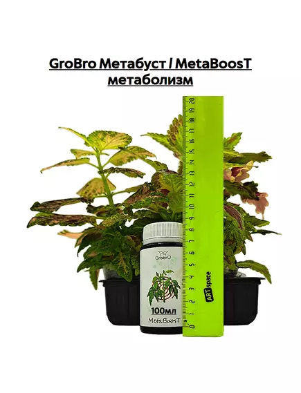 GROBRO Метабуст / METABOOST метаболизм