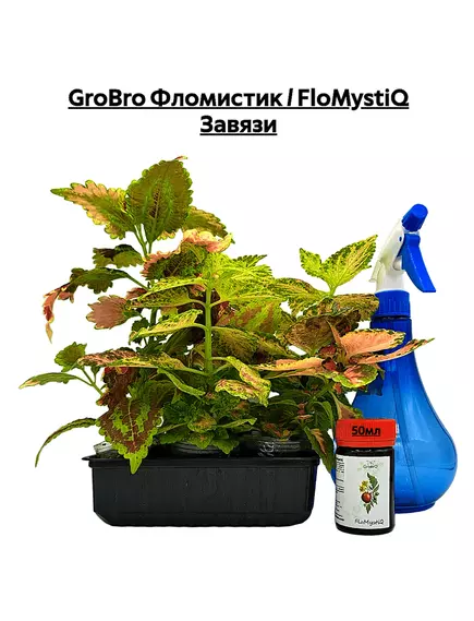 GROBRO Фломистик / FLOMYSTIQ Завязи