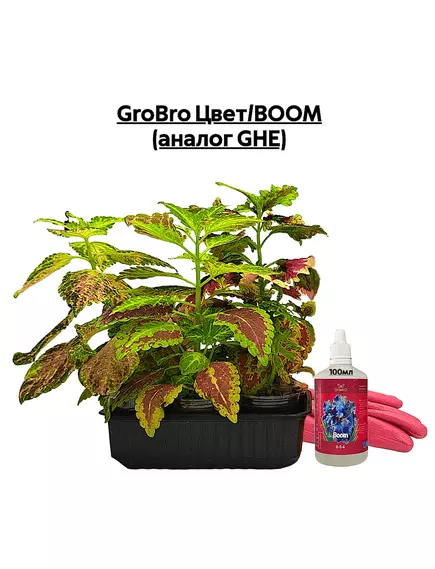 GROBRO Цвет/BOOM (аналог GHE)