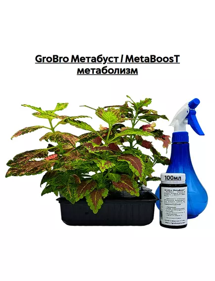 GROBRO Метабуст / METABOOST метаболизм