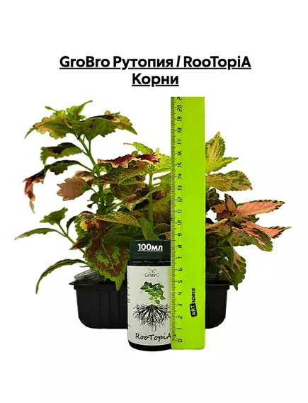 GROBRO Рутопия / ROOTOPIA Корни