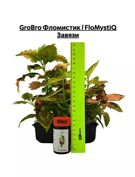 GROBRO Фломистик / FLOMYSTIQ Завязи