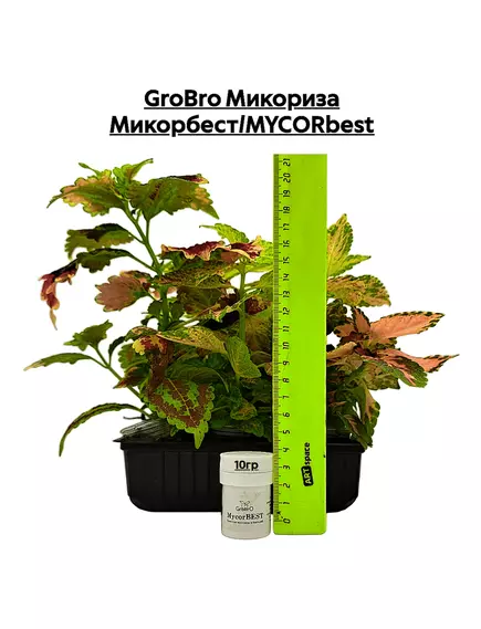 GROBRO Микориза Микорбест/MYCORBEST