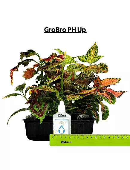 GROBRO PH UP 100 мл