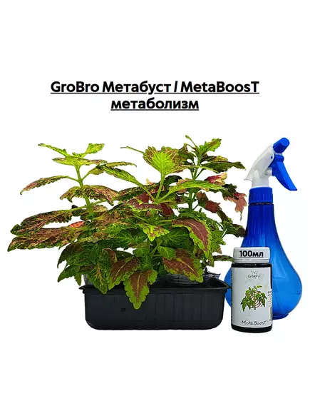 GROBRO Метабуст / METABOOST метаболизм