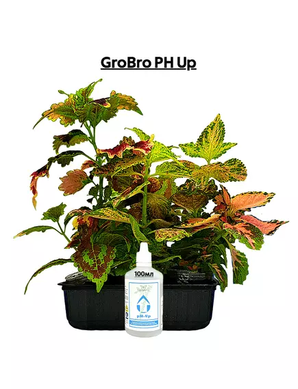 GROBRO PH UP 100 мл