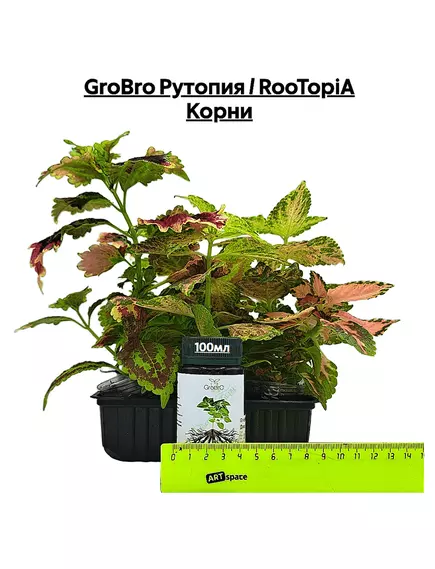 GROBRO Рутопия / ROOTOPIA Корни