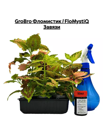 GROBRO Фломистик / FLOMYSTIQ Завязи