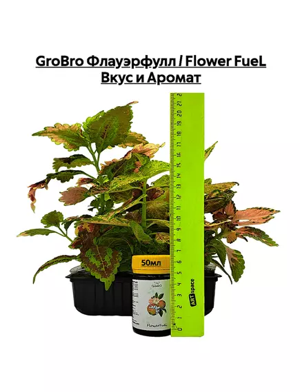 GROBRO Флауэрфулл / FLOWER FUEL Вкус и Аромат