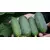 Огурец Аристан F1 мини корнишон 6 шт РЕДКИЕ СЕМЕНА