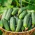 Огурец  Барон F1 корнишон 25 шт РЕДКИЕ СЕМЕНА