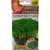 Микрозелень Кориандр овощной кинза Армянский 5 г АЭЛИТА