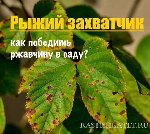 Ржавчина на листьях: как распознать, бороться и предотвратить