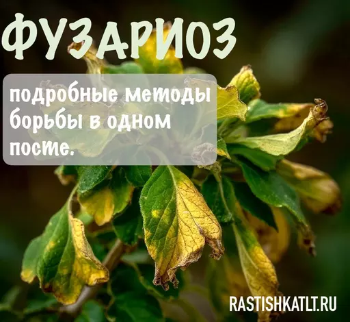 Фузариоз и методы борьбы